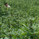A farmer in Toribío, Colombia, walks through one of his marijuana fields. Cauca, the department where the municipality sits, is now one of the country’s main pot-growing regions, experts say.